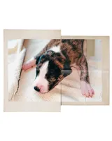 Chella (Coachella), a female Whippet for sale in Yucca Valley, CA – Photo 1 of 3