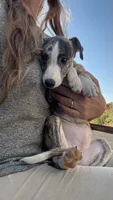 Chella (Coachella), a female Whippet for sale in Yucca Valley, CA – 9 of 10
