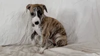 Cima, a female Whippet for sale in Yucca Valley, CA – 7 of 10