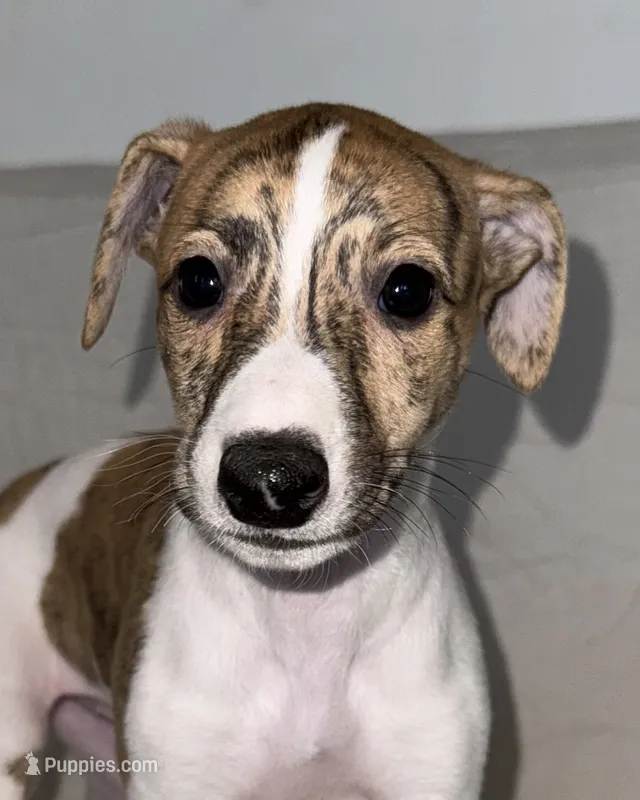 Aster – Whippet puppy for sale in Yucca Valley, CA