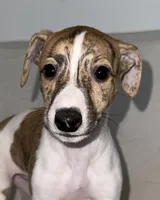 Aster, a female Whippet for sale in Yucca Valley, CA – 1 of 10