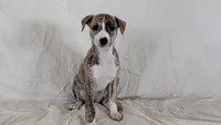 Cima, a female Whippet for sale in Yucca Valley, CA – 6 of 10
