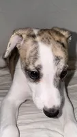 Yuma, a female Whippet for sale in Yucca Valley, CA – 3 of 10