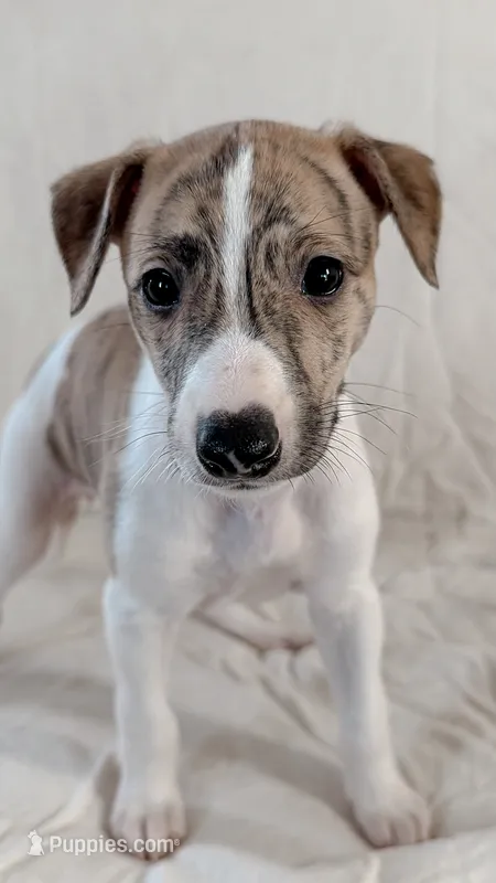 Aster – Whippet puppy for sale in Yucca Valley, CA