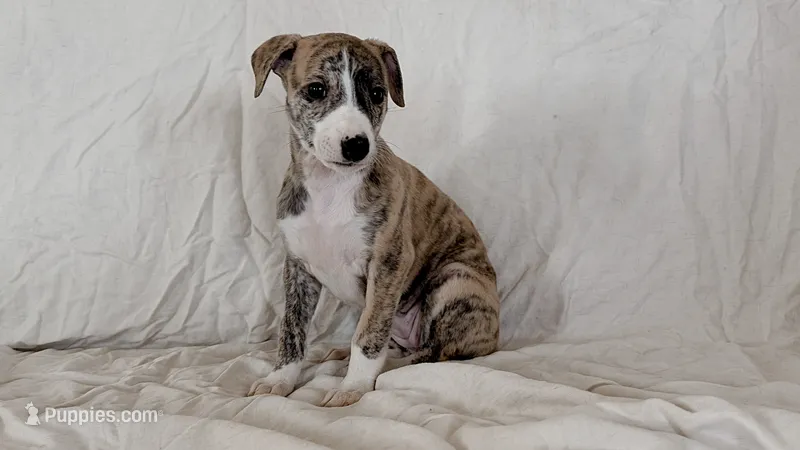 Cima – Whippet puppy for sale in Yucca Valley, CA