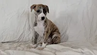 Cima, a female Whippet for sale in Yucca Valley, CA – 5 of 10