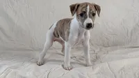 Aster, a female Whippet for sale in Yucca Valley, CA – 5 of 10