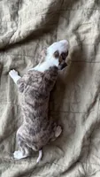 Prim (Primrose), a female Whippet for sale in Yucca Valley, CA – 9 of 10