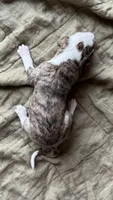Prim (Primrose), a female Whippet for sale in Yucca Valley, CA – 10 of 10
