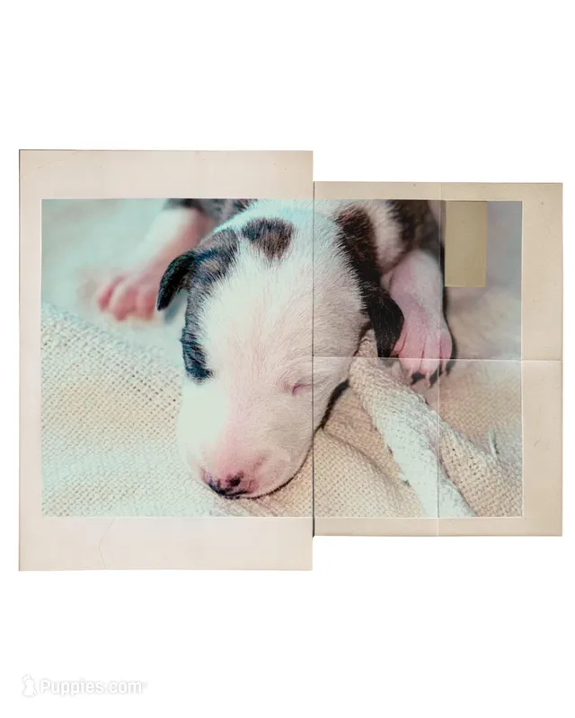 Prim (Primrose) – Whippet puppy for sale in Yucca Valley, CA