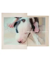 Prim (Primrose), a female Whippet for sale in Yucca Valley, CA – Photo 1 of 3