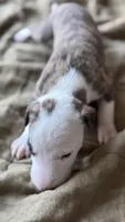 Prim (Primrose), a female Whippet for sale in Yucca Valley, CA – 7 of 10