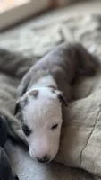 Prim (Primrose), a female Whippet for sale in Yucca Valley, CA – 5 of 10