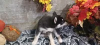Niles, a male Pomsky for sale in Walkerton, IN – 2 of 2