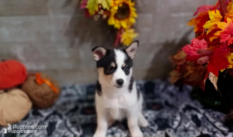 Haus – Pomsky puppy for sale in Walkerton, IN