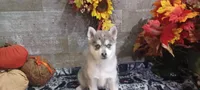 Blue, a male Pomsky for sale in Walkerton, IN – 3 of 4