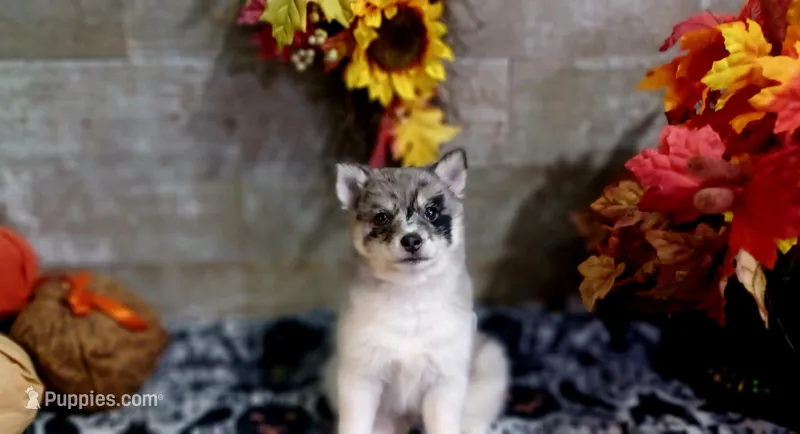 Nita – Pomsky puppy for sale in Walkerton, IN