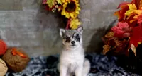 Nita, a female Pomsky for sale in Walkerton, IN – 1 of 2