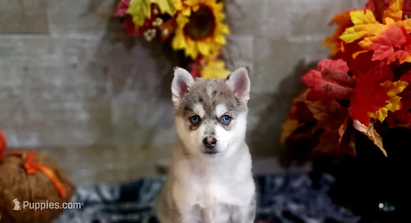 Blue – Pomsky puppy for sale in Walkerton, IN