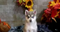 Blue, a male Pomsky for sale in Walkerton, IN – 1 of 4