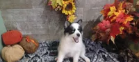 Dips, a male Pomsky for sale in Walkerton, IN – 4 of 4