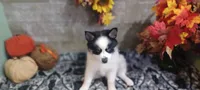 Dips, a male Pomsky for sale in Walkerton, IN – 3 of 4