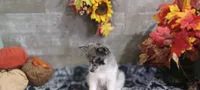 Nita, a female Pomsky for sale in Walkerton, IN – 2 of 2