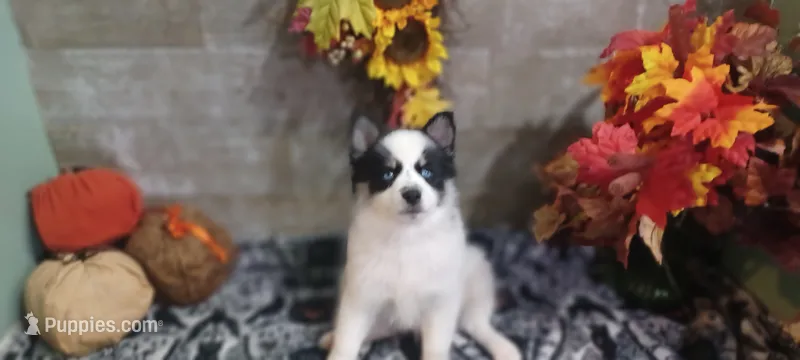 Dips – Pomsky puppy for sale in Walkerton, IN