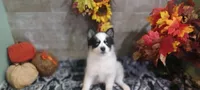 Dips, a male Pomsky for sale in Walkerton, IN – 1 of 4