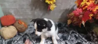 Haus, a male Pomsky for sale in Walkerton, IN – 3 of 3