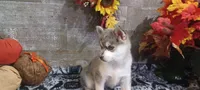 Blue, a male Pomsky for sale in Walkerton, IN – 2 of 4