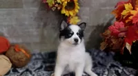 Dips, a male Pomsky for sale in Walkerton, IN – 2 of 4