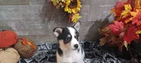 Haus, a male Pomsky for sale in Walkerton, IN – 2 of 3