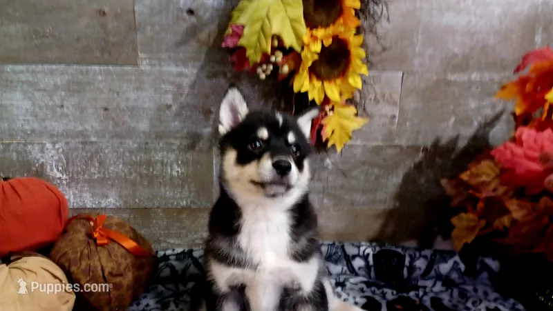 Niles – Pomsky puppy for sale in Walkerton, IN