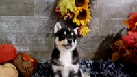 Niles, a male Pomsky for sale in Walkerton, IN – 1 of 2
