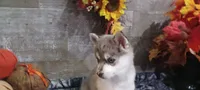 Blue, a male Pomsky for sale in Walkerton, IN – 4 of 4