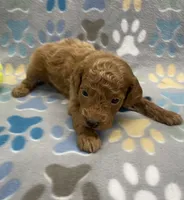 Rocky mini, a male Miniature Goldendoodle for sale in Bedford, IN – Photo 3 of 7