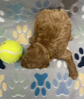 Rocky mini, a male Miniature Goldendoodle for sale in Bedford, IN – Photo 6 of 7