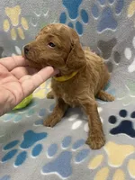 Rocky mini, a male Miniature Goldendoodle for sale in Bedford, IN – Photo 5 of 7