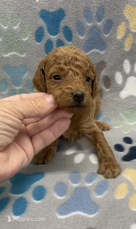 Rocky mini – Miniature Goldendoodle puppy for sale in Bedford, IN