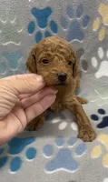 Rocky mini, a male Miniature Goldendoodle for sale in Bedford, IN – Photo 1 of 7