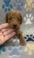 Rocky mini, a male Miniature Goldendoodle for sale in Bedford, IN – Photo 2 of 7