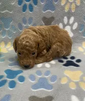 Rocky mini, a male Miniature Goldendoodle for sale in Bedford, IN – Photo 4 of 7
