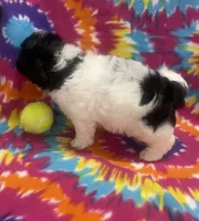 Arlo CKC, a male Shichon for sale in Bedford, IN – 8 of 9