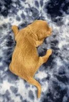 Cosmo mini, a male Miniature Goldendoodle for sale in Bedford, IN – Photo 7 of 8