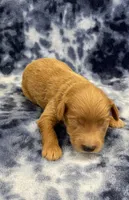 Cosmo mini, a male Miniature Goldendoodle for sale in Bedford, IN – Photo 3 of 8