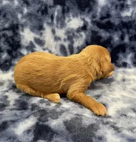 Cosmo mini, a male Miniature Goldendoodle for sale in Bedford, IN – Photo 5 of 8