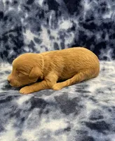 Cosmo mini, a male Miniature Goldendoodle for sale in Bedford, IN – Photo 8 of 8