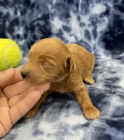Cosmo mini, a male Miniature Goldendoodle for sale in Bedford, IN – Photo 2 of 8