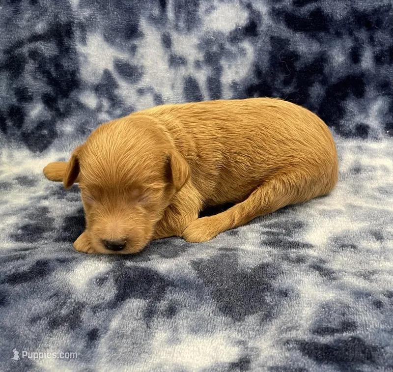 Cosmo mini – Miniature Goldendoodle puppy for sale in Bedford, IN